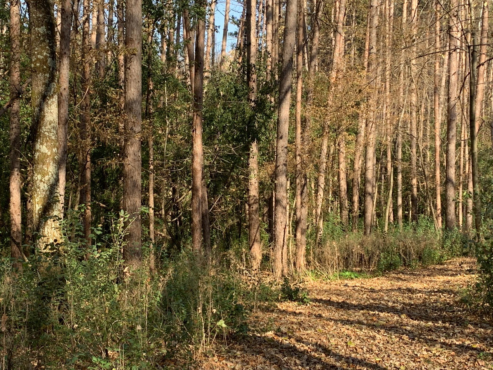 Tbd 75th Street Northwest Rochester, MN 55901 - Photo 30 of 42