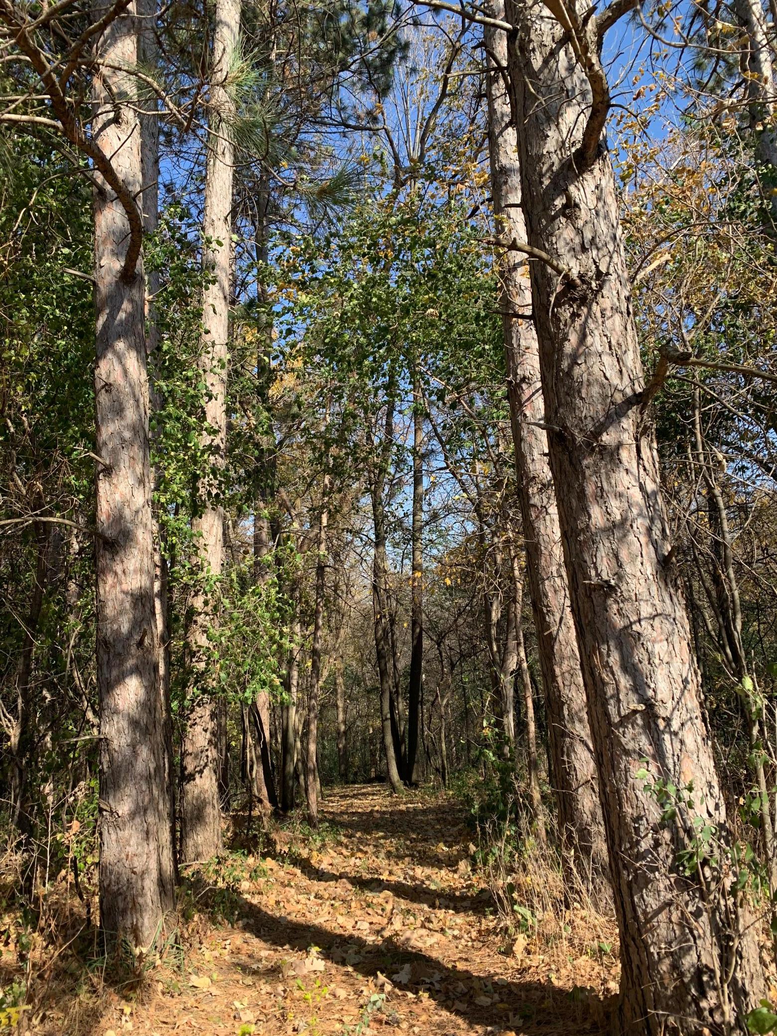 Tbd 75th Street Northwest Rochester, MN 55901 - Photo 31 of 42