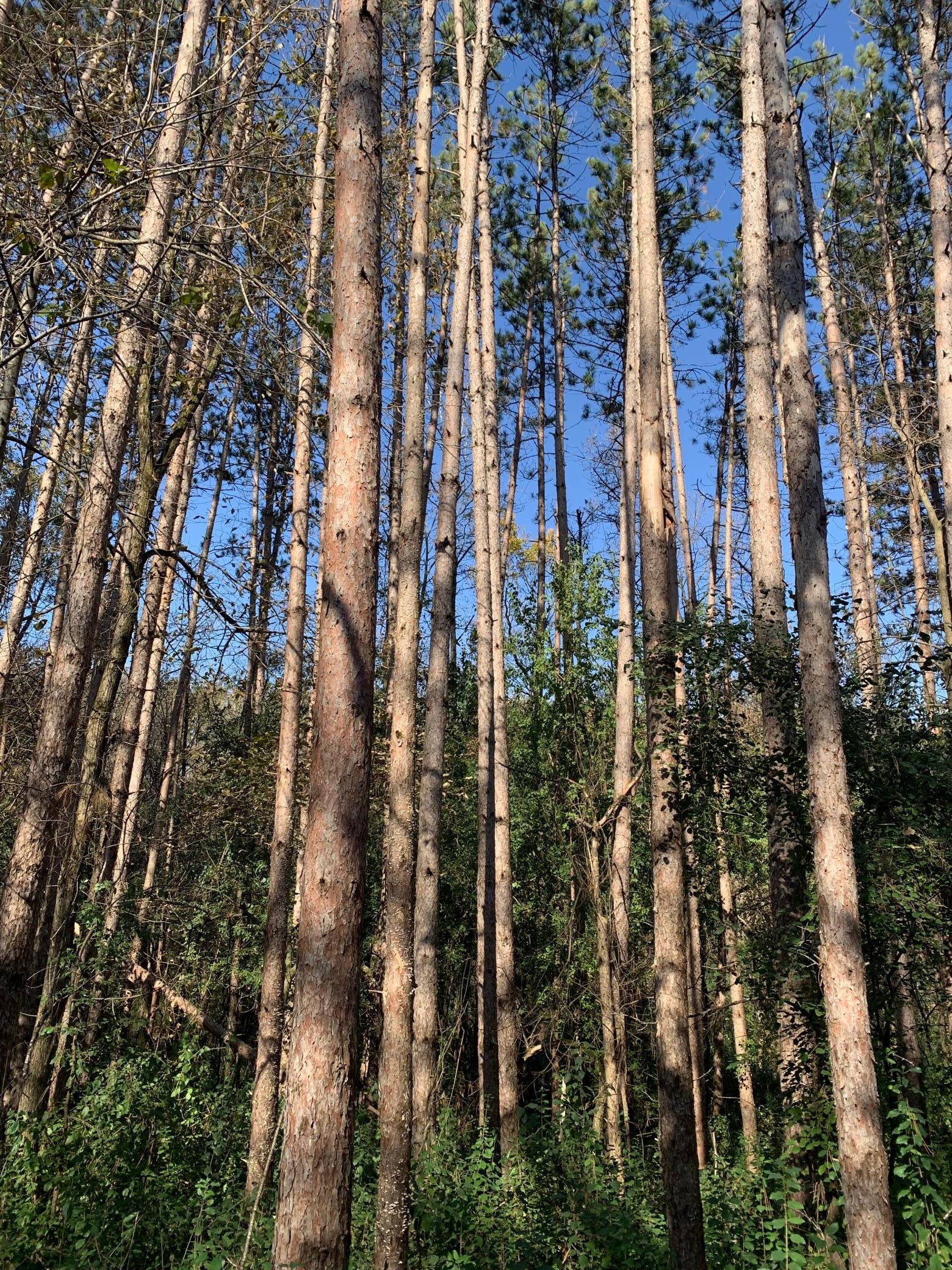 Tbd 75th Street Northwest Rochester, MN 55901 - Photo 32 of 42