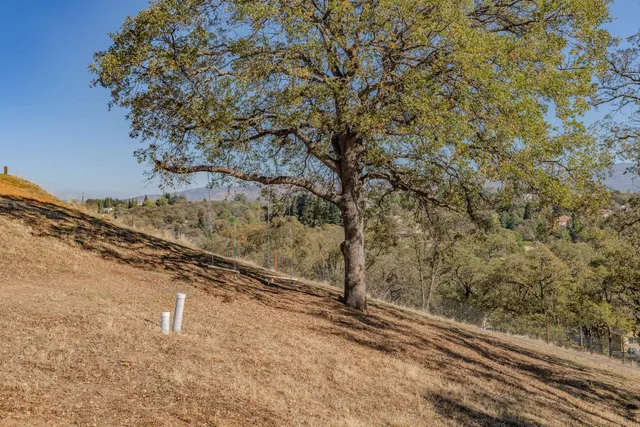 a view of a yard with trees in the background