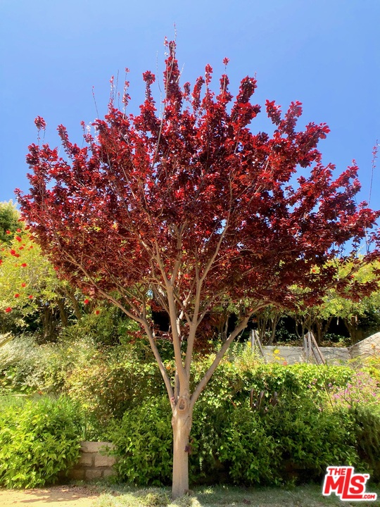 18325 Coastline Drive Malibu, CA 90265 - Photo 17 of 20 a picture of flowers