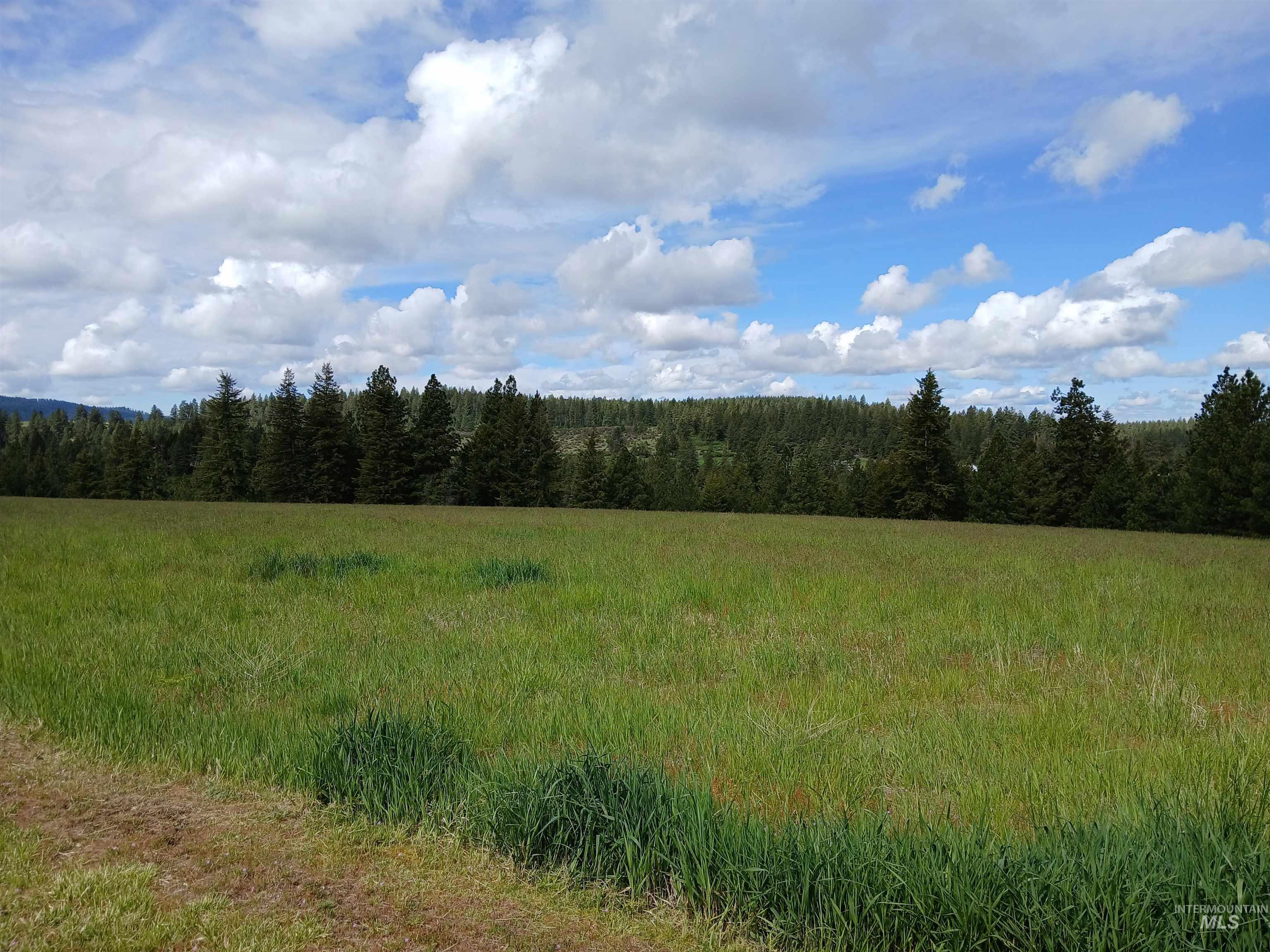 1076 Headrick Road Potlatch, ID 83855 - Photo 4 of 8 Nature