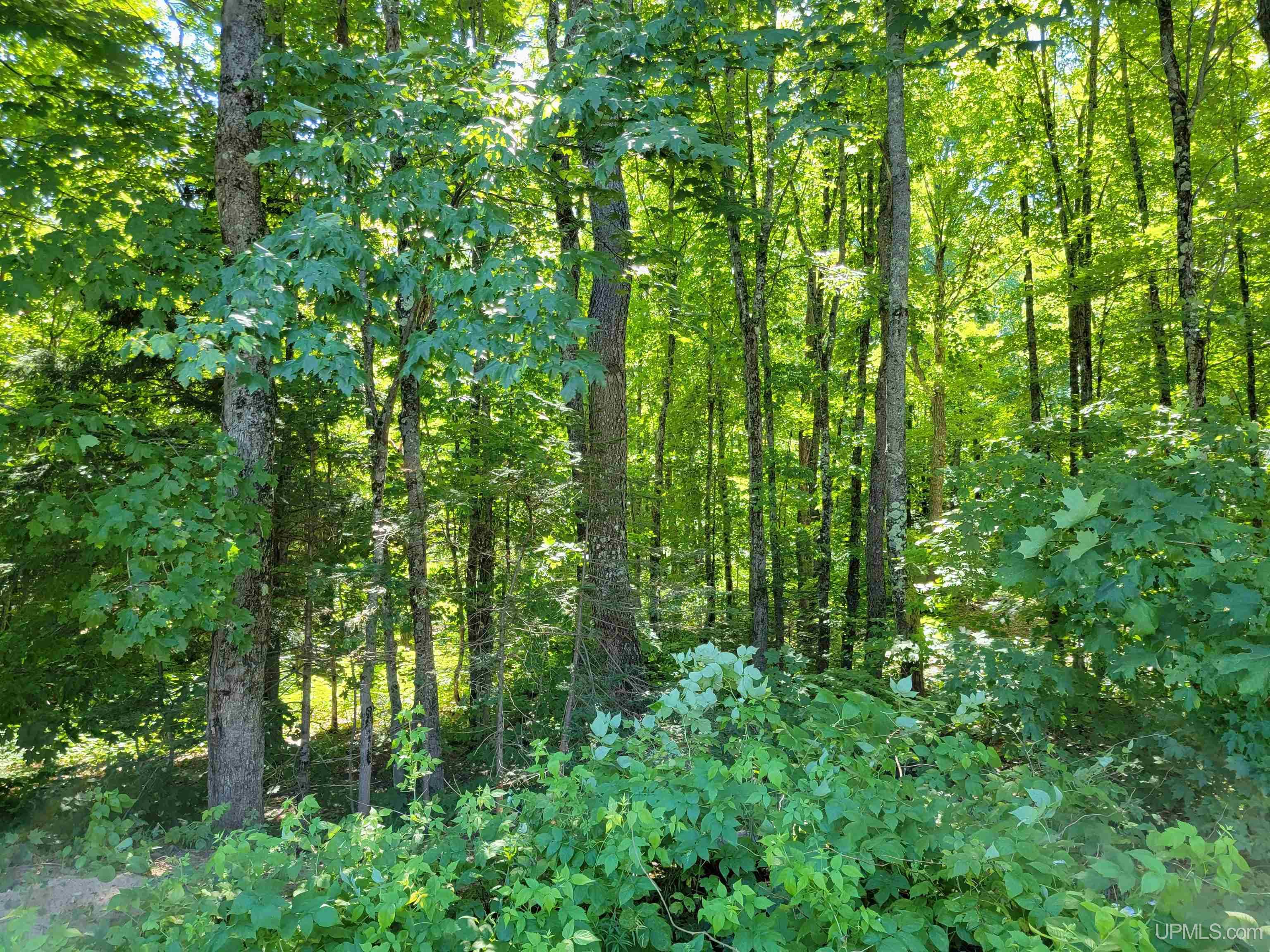 E7059 Maple Grove Road Munising, MI 49862 - Photo 46 of 63