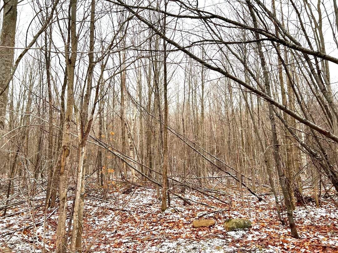 12875 Bates Road Cheboygan, MI 49721 - Photo 10 of 14 Gallery Image 10