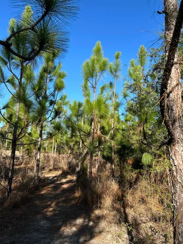 $389,200 | 441 Northeast Mango Avenue, Lee, FL 32059