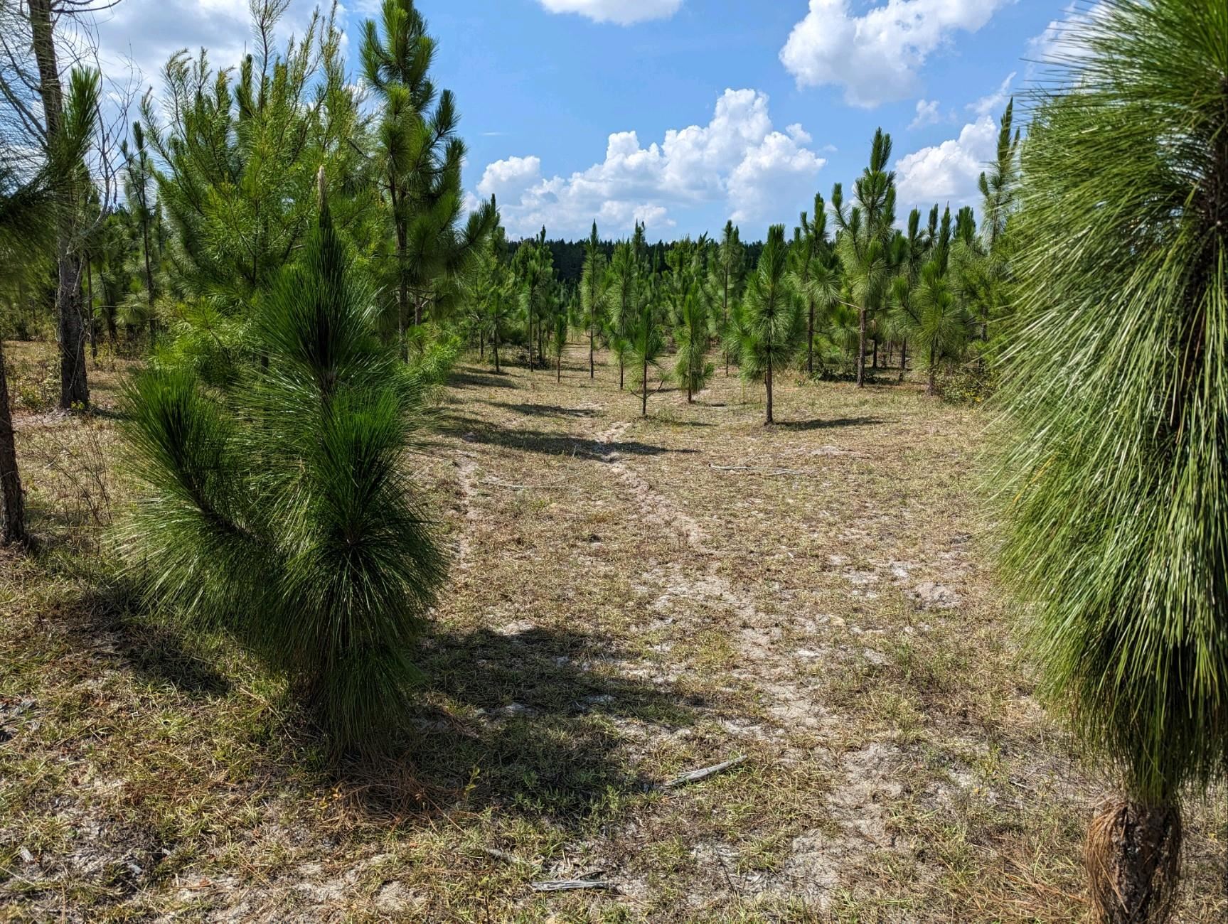 441 Northeast Mango Avenue Lee, FL 32059 - Photo 10 of 14