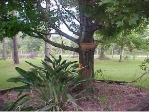 4656 Burkholm Road Mims, FL 32754 - Photo 2 of 12 Additional Photo