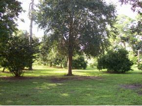 4656 Burkholm Road Mims, FL 32754 - Photo 12 of 12 Additional Photo
