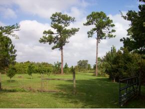4656 Burkholm Road Mims, FL 32754 - Photo 7 of 12 Additional Photo