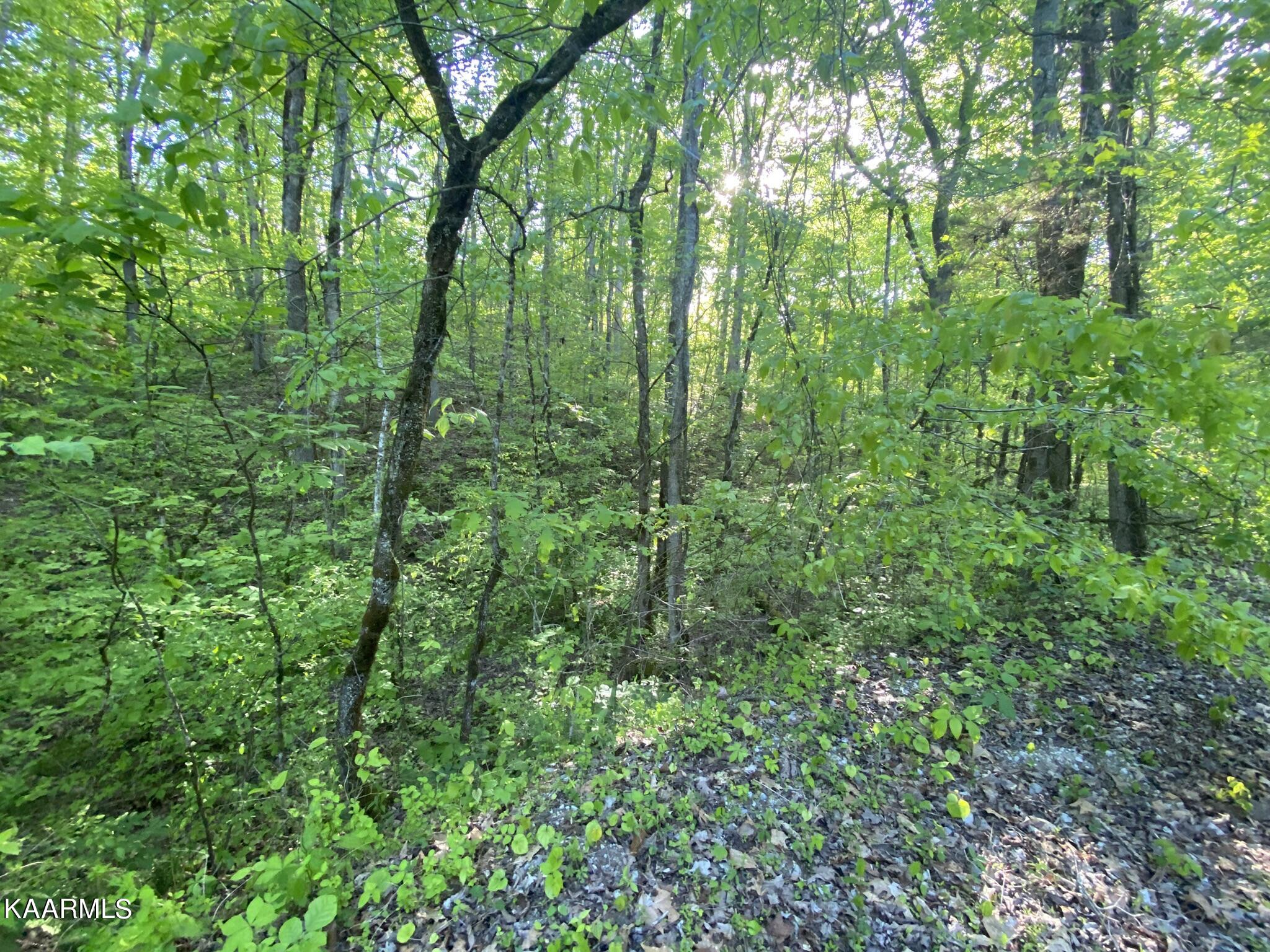201 Pekoma Road Philadelphia, TN 37846 - Photo 17 of 27 Land9