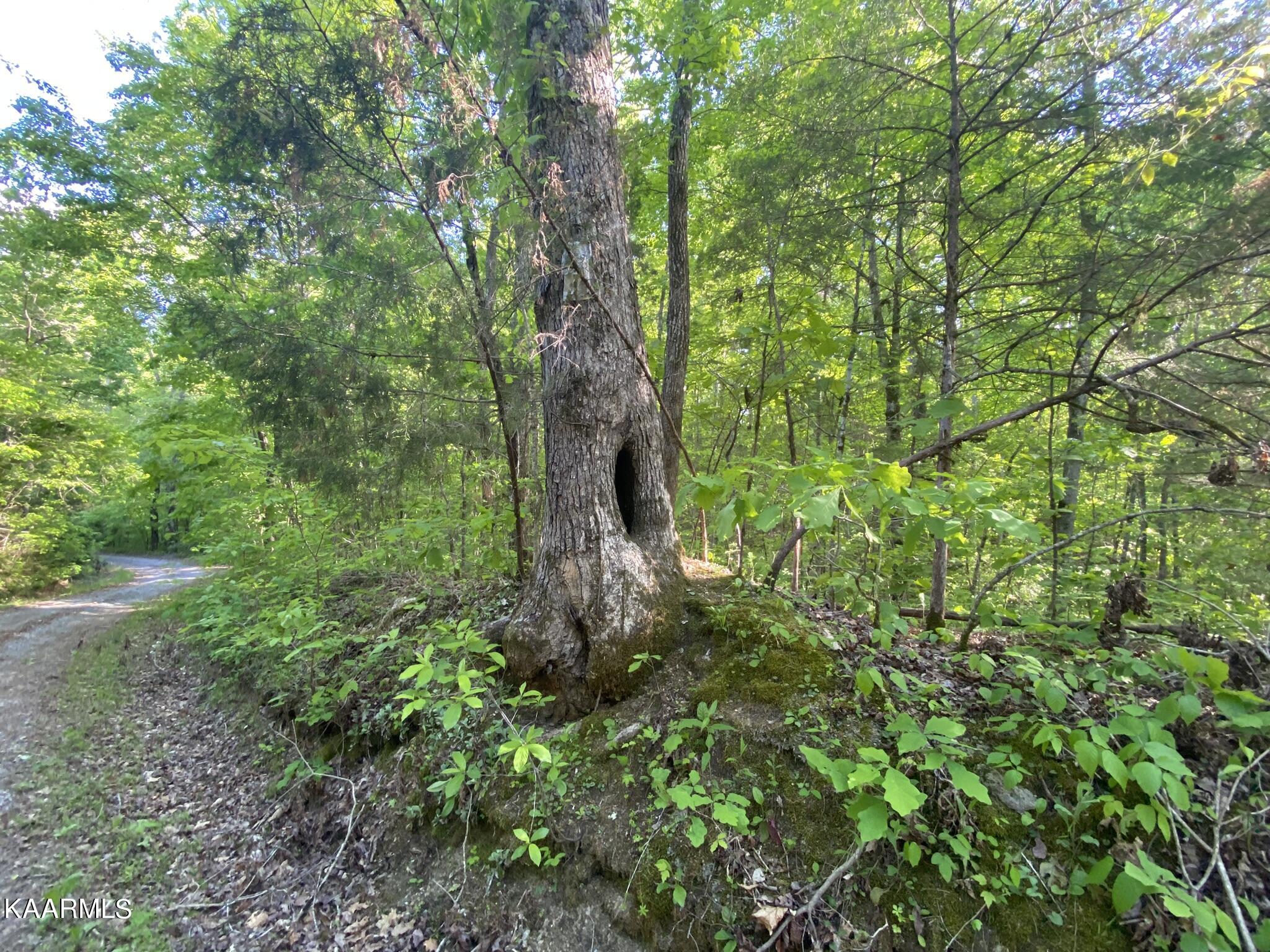 201 Pekoma Road Philadelphia, TN 37846 - Photo 20 of 27 Tree