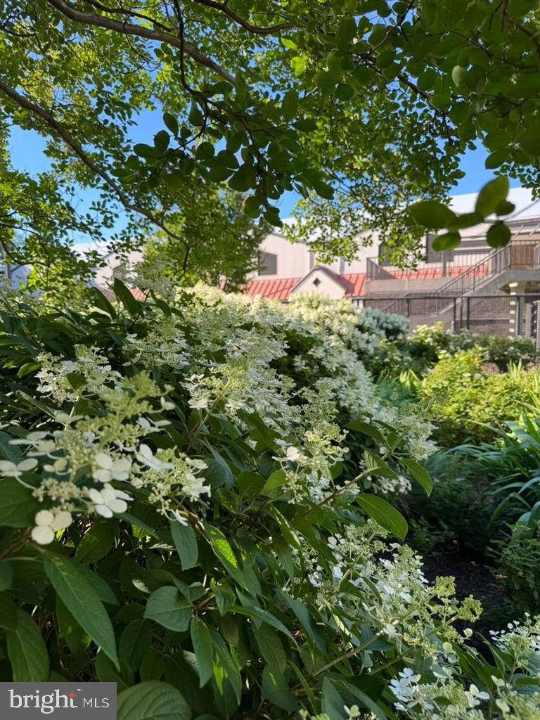 1800 Old Meadow Road, Unit 1006 McLean, VA 22102 - Photo 63 of 67 The Plaza is in FULL BLOOM