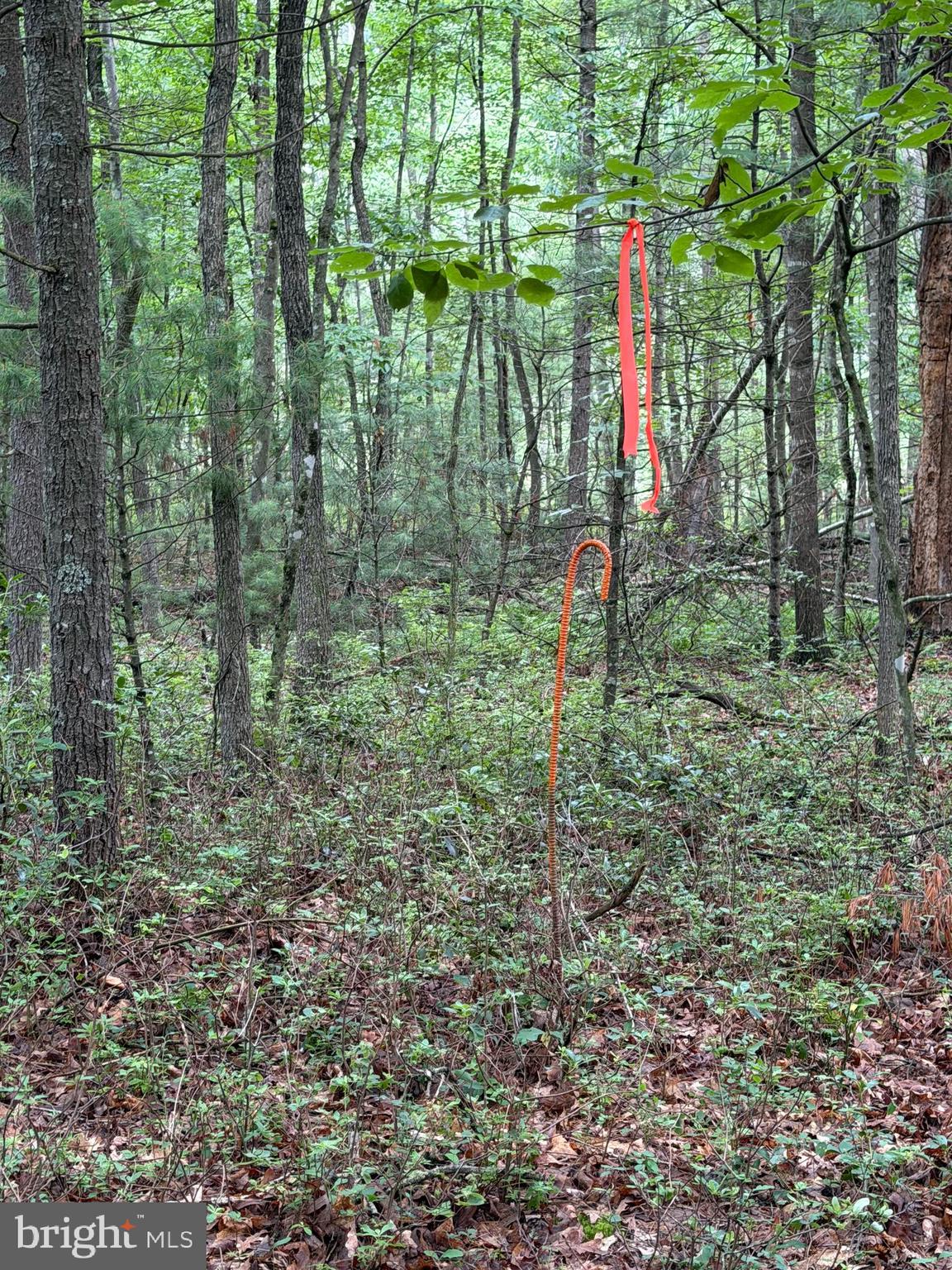 Lot 8-2ac Lot 8-2ac Grizzly Road Mathias, WV 26812 - Photo 2 of 18 Corners are marked