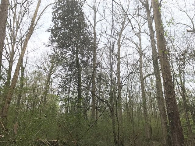 0 New Good Hope Church Road Pulaski, MS 39152 - Photo 15 of 40 Photo 15