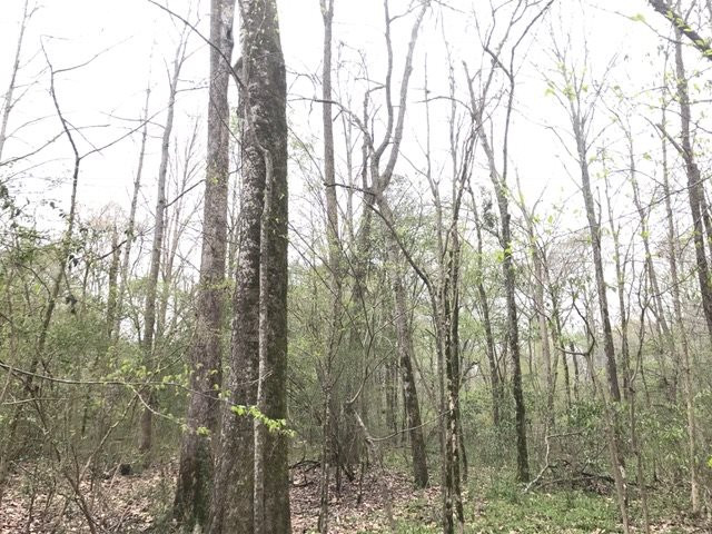 0 New Good Hope Church Road Pulaski, MS 39152 - Photo 17 of 40 Photo 17