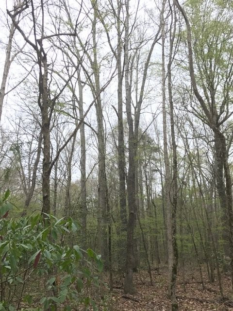 0 New Good Hope Church Road Pulaski, MS 39152 - Photo 19 of 40 Photo 19