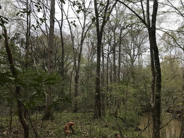 0 New Good Hope Church Road Pulaski, MS 39152 - Photo 20 of 40 Photo 20