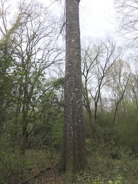 0 New Good Hope Church Road Pulaski, MS 39152 - Photo 25 of 40 Photo 25
