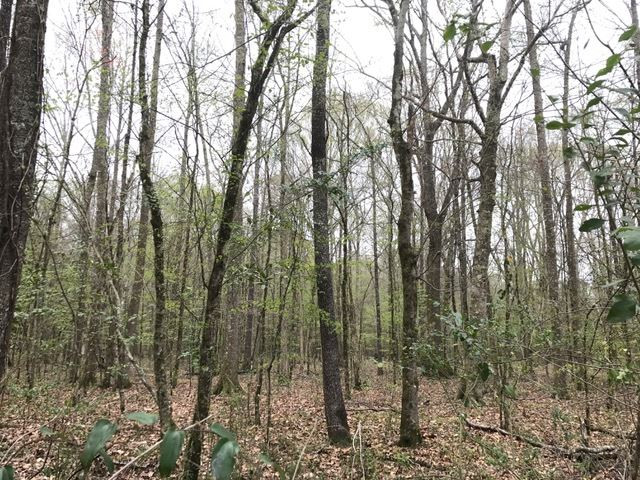 0 New Good Hope Church Road Pulaski, MS 39152 - Photo 30 of 40 Photo 30