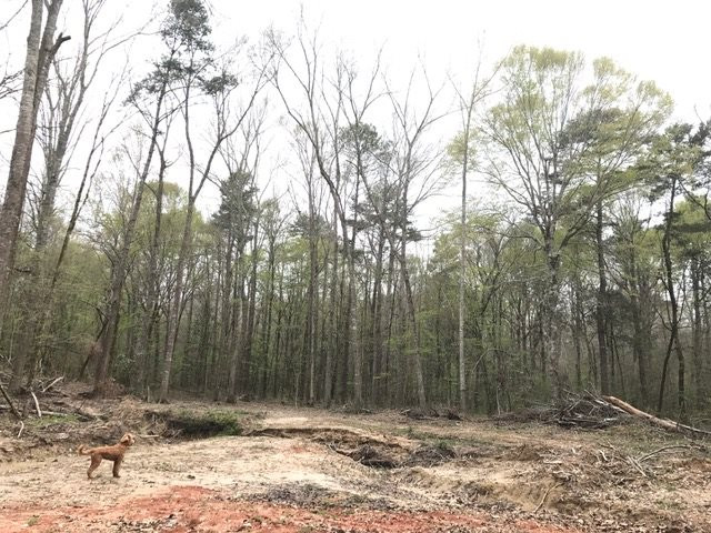 0 New Good Hope Church Road Pulaski, MS 39152 - Photo 3 of 40 Photo 3