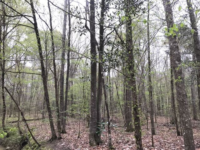 0 New Good Hope Church Road Pulaski, MS 39152 - Photo 32 of 40 Photo 32