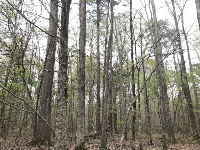 0 New Good Hope Church Road Pulaski, MS 39152 - Photo 34 of 40 Photo 34