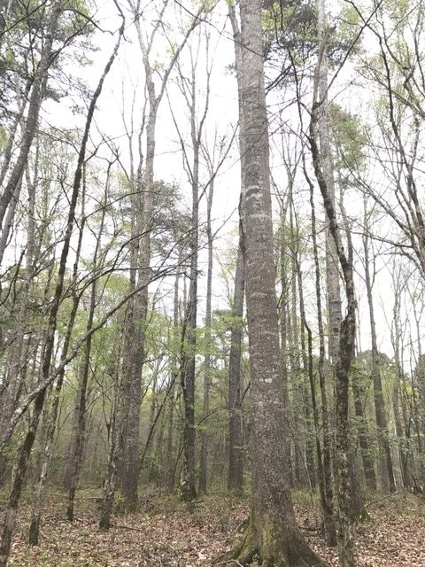 0 New Good Hope Church Road Pulaski, MS 39152 - Photo 35 of 40 Photo 35