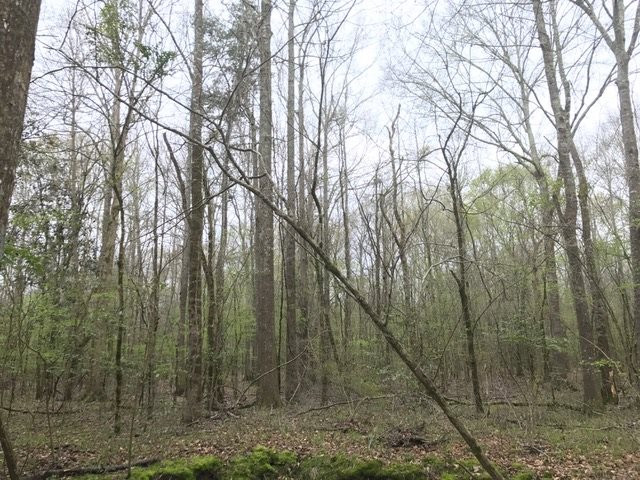 0 New Good Hope Church Road Pulaski, MS 39152 - Photo 5 of 40 Photo 5