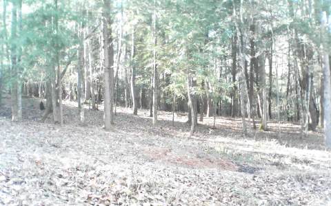 42 Hemlock Trail Blue Ridge, GA 30513 - Photo 1 of 1 a backyard of a house with lots of green space