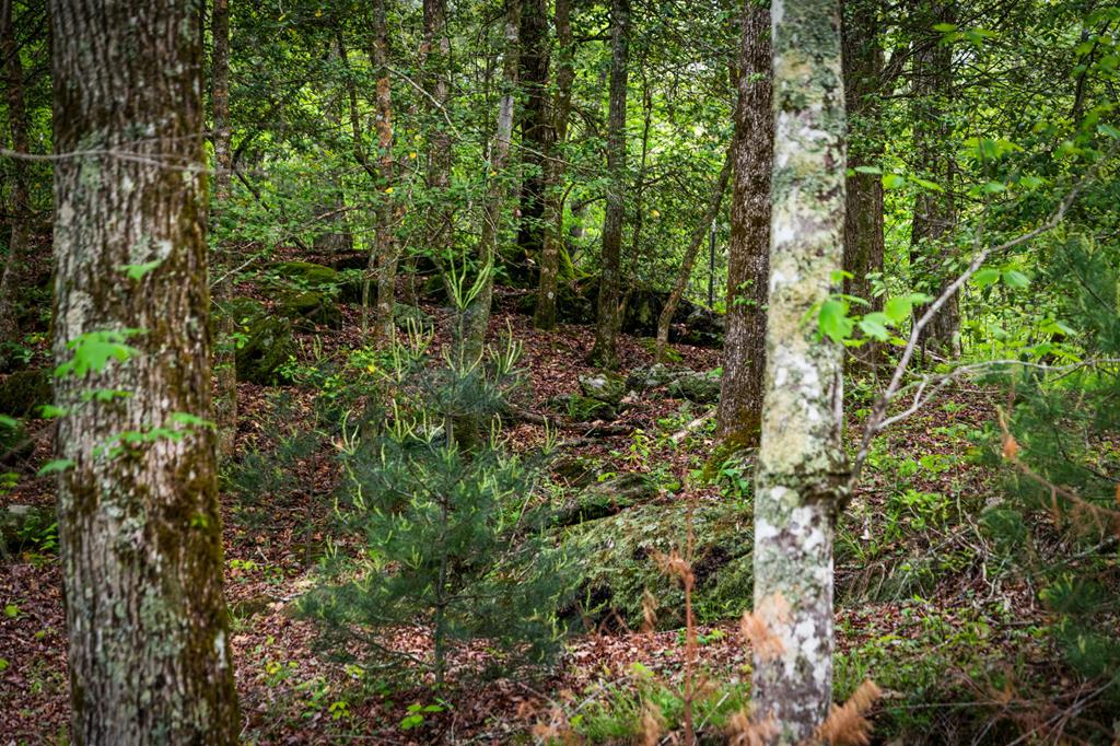 270 Ausburn Road Blue Ridge, GA 30513 - Photo 68 of 96