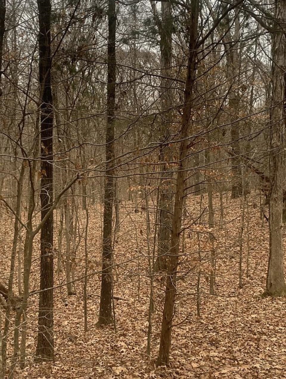 1 Beech Loop Somerville, TN 38068 - Photo 7 of 9