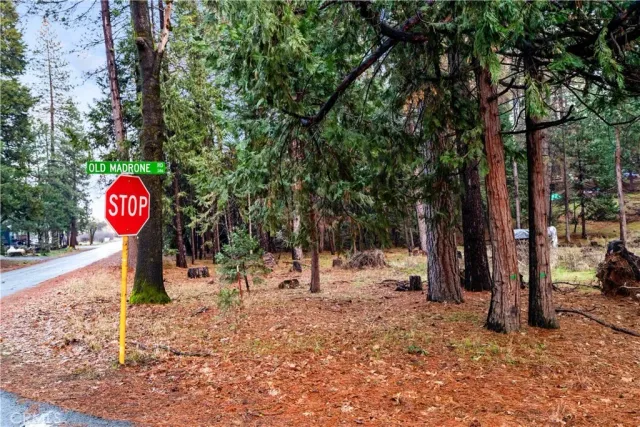 a view of a tree in the middle of a yard