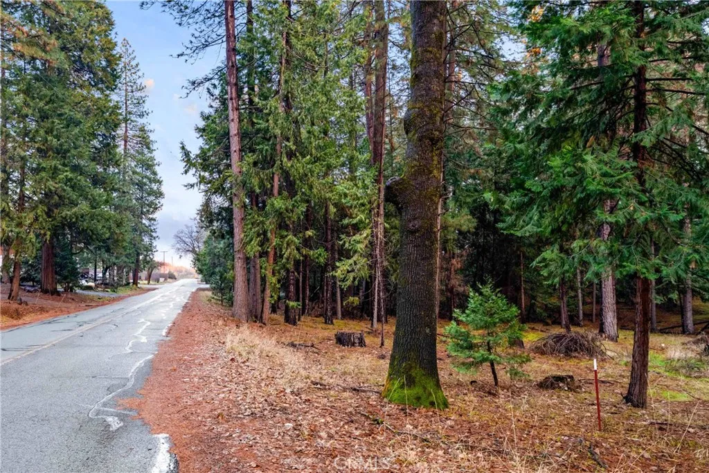 1 Old Madrone Road Pioneer, CA 95666 - Photo 8 of 16 a view of a backyard with plants and large trees