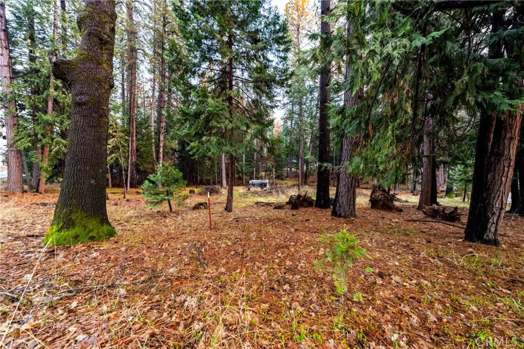 1 Old Madrone Road Pioneer, CA 95666 - Photo 10 of 16 a backyard of a house with lots of green space