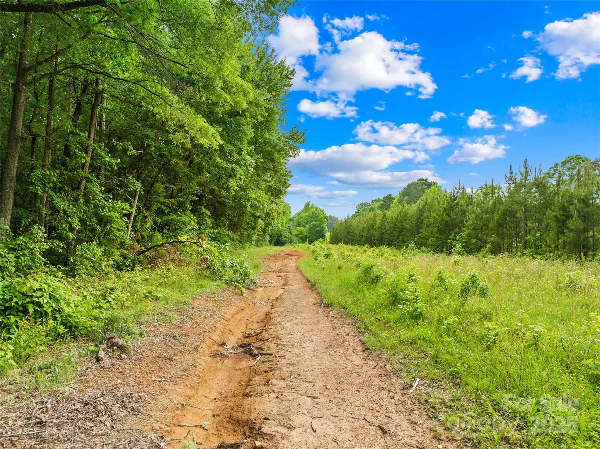 6411 Pleasant Grove Road Charlotte, NC 28216 - Photo 15 of 18 a view of a yard with plants and a large tree