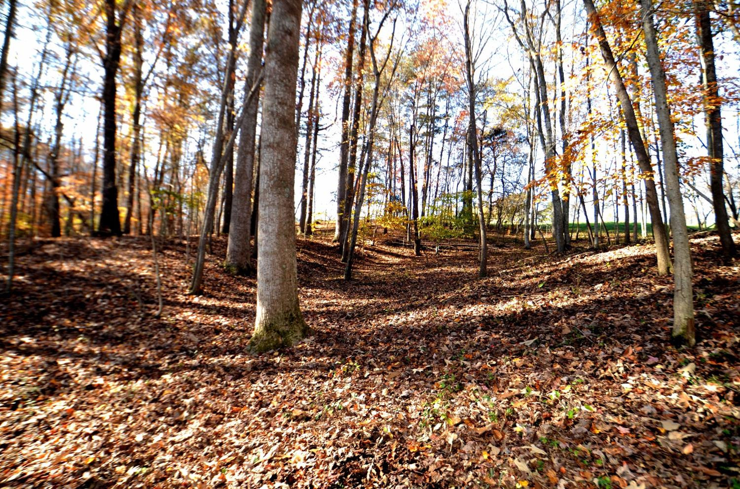 144 Opossum Run Road Irvine, KY 40336 - Photo 22 of 34 Tall mature trees keep all the small und