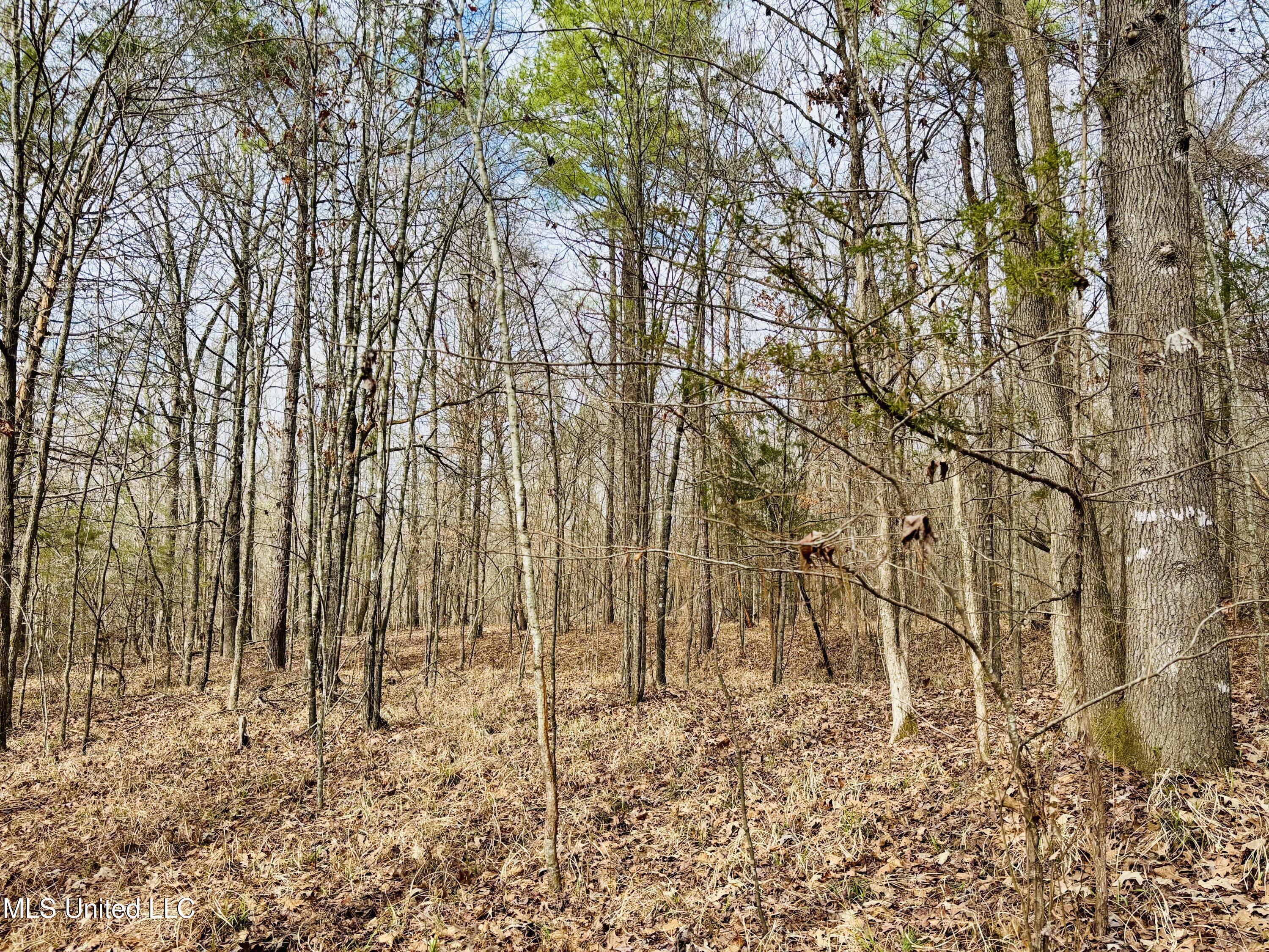 0 Kimbrough Road Lexington, MS 39095 - Photo 12 of 38 12