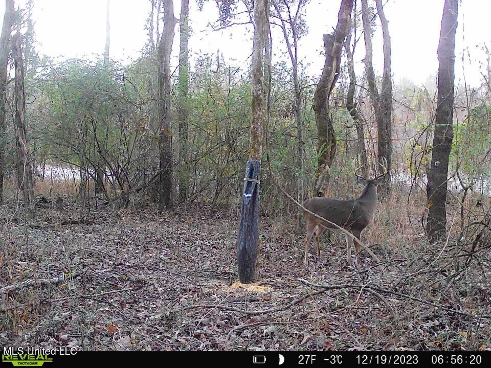 0 Kimbrough Road Lexington, MS 39095 - Photo 2 of 38 2