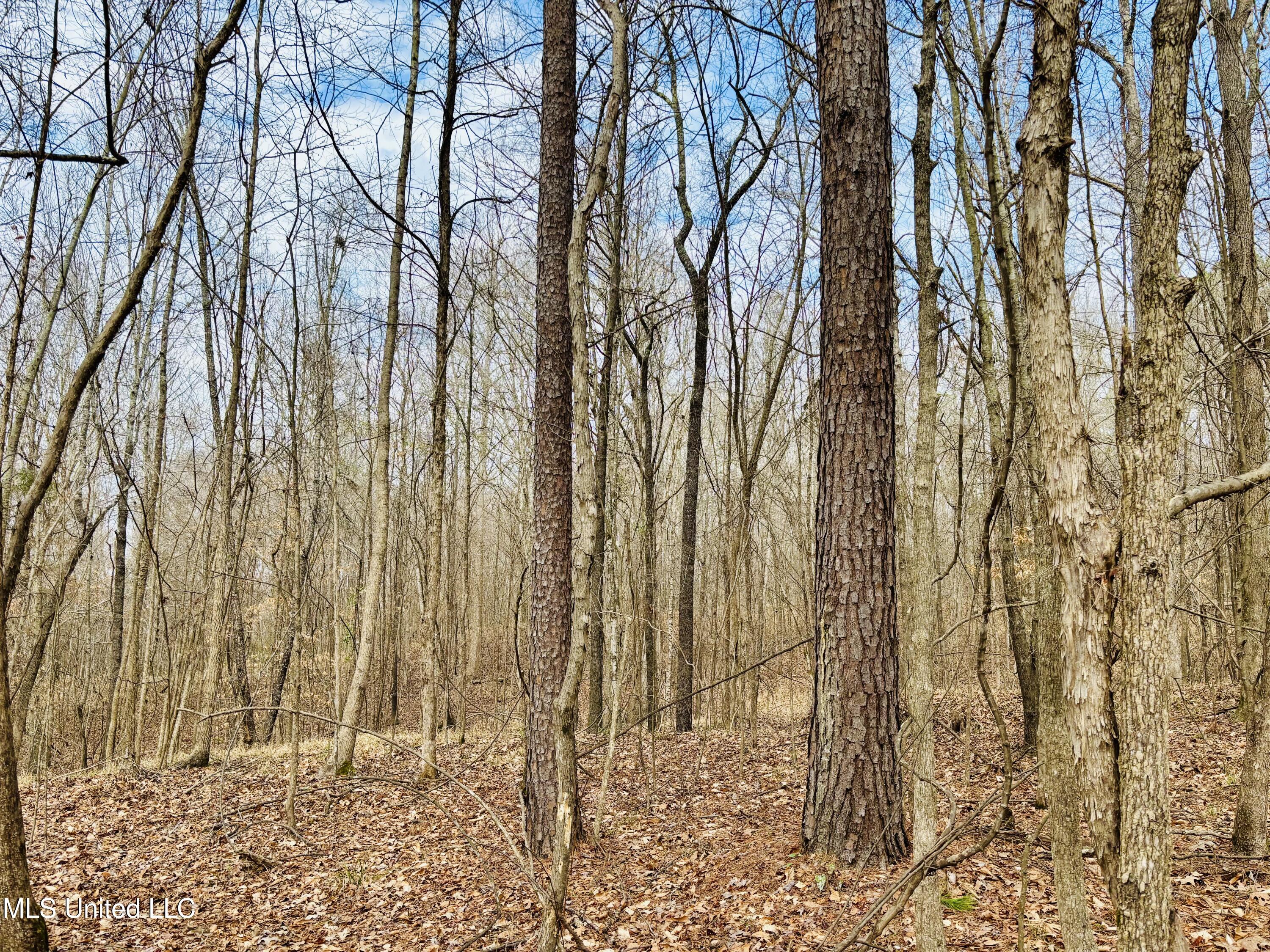 0 Kimbrough Road Lexington, MS 39095 - Photo 27 of 38 IMG_0268