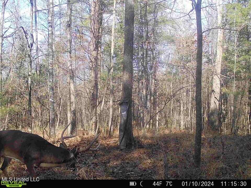 0 Kimbrough Road Lexington, MS 39095 - Photo 8 of 38 8a