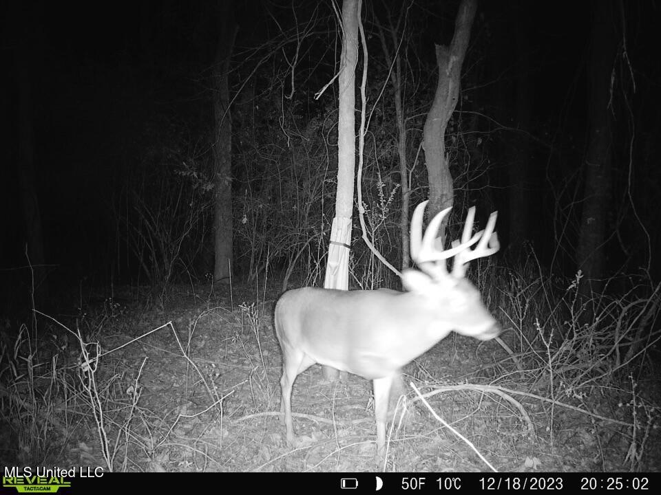 0 Kimbrough Road Lexington, MS 39095 - Photo 10 of 38 10