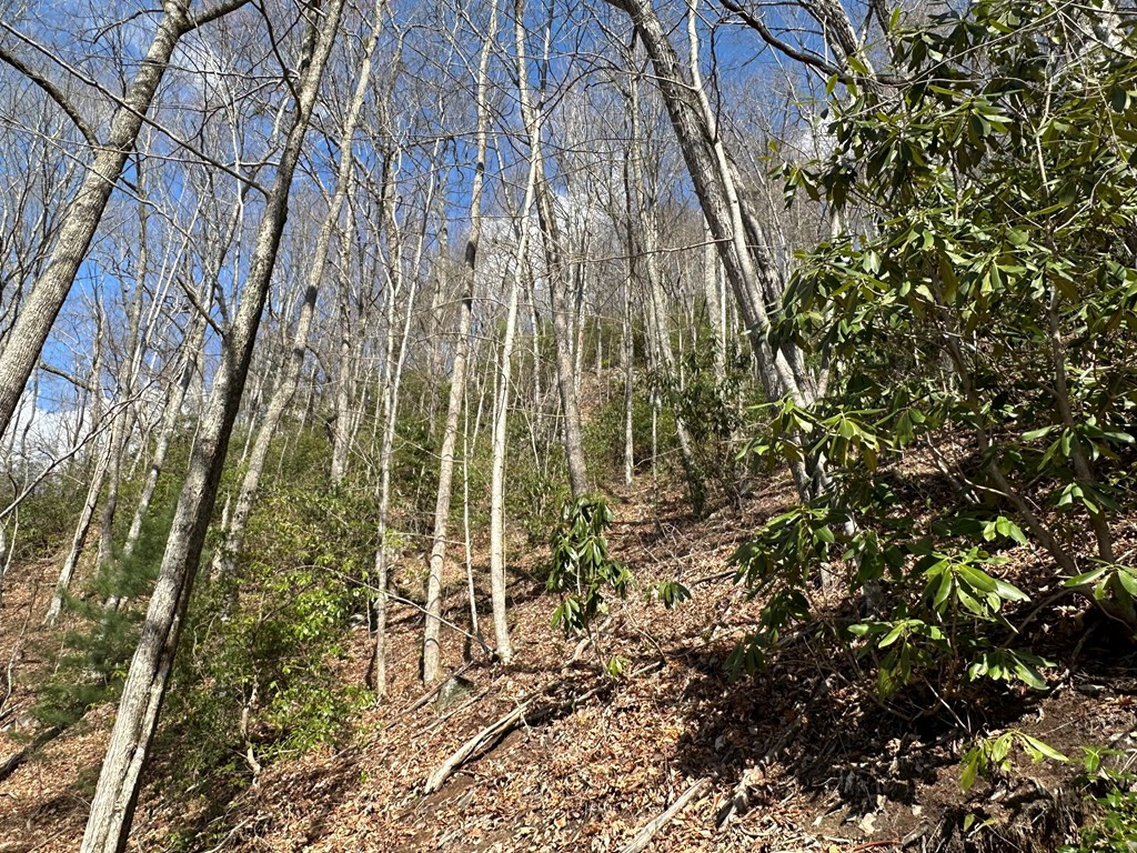 Lot 5 Huffman Creek Road Robbinsville, NC 28771 - Photo 6 of 13