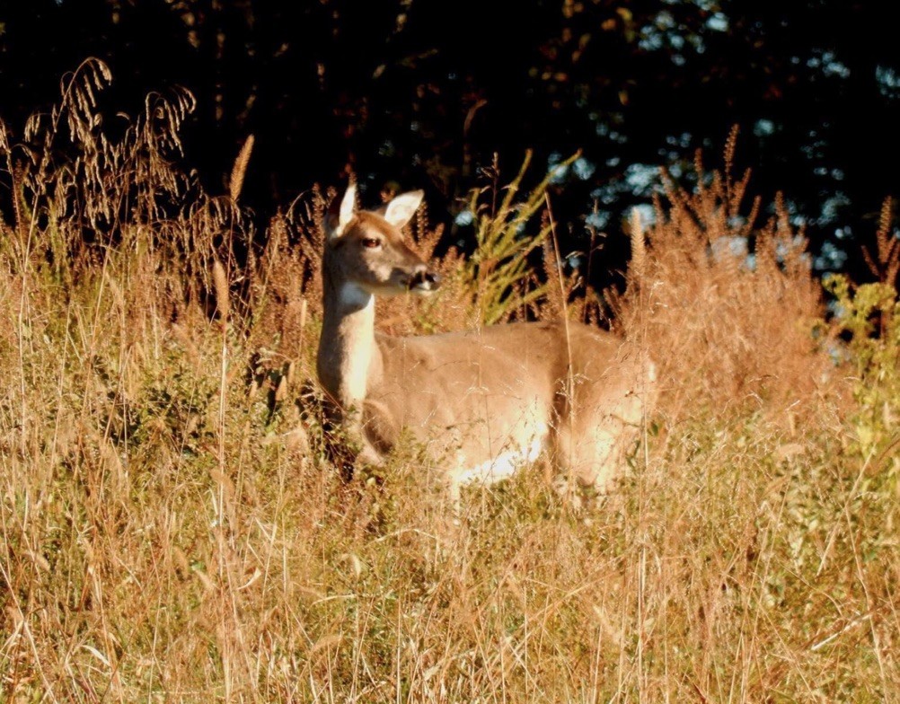 0 New Herman Road Fayetteville, TN 37334 - Photo 11 of 32