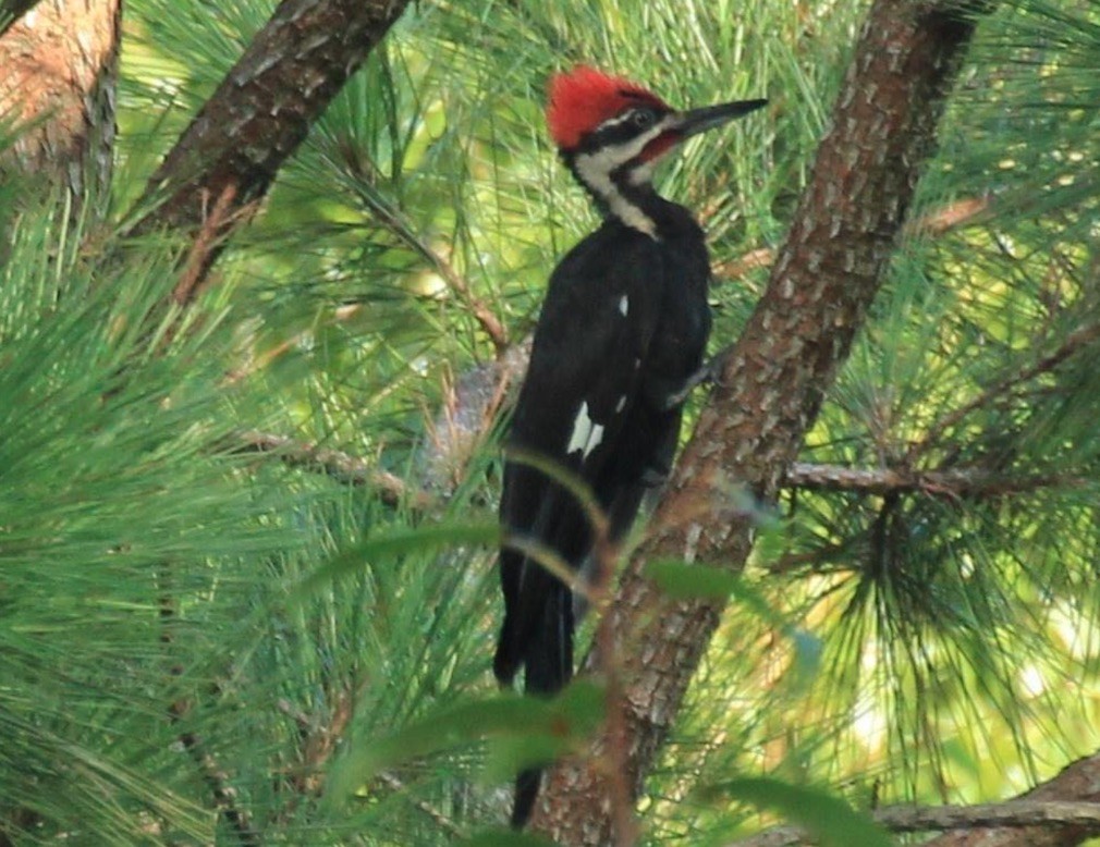 0 New Herman Road Fayetteville, TN 37334 - Photo 13 of 32 a close up of a plant in a garden