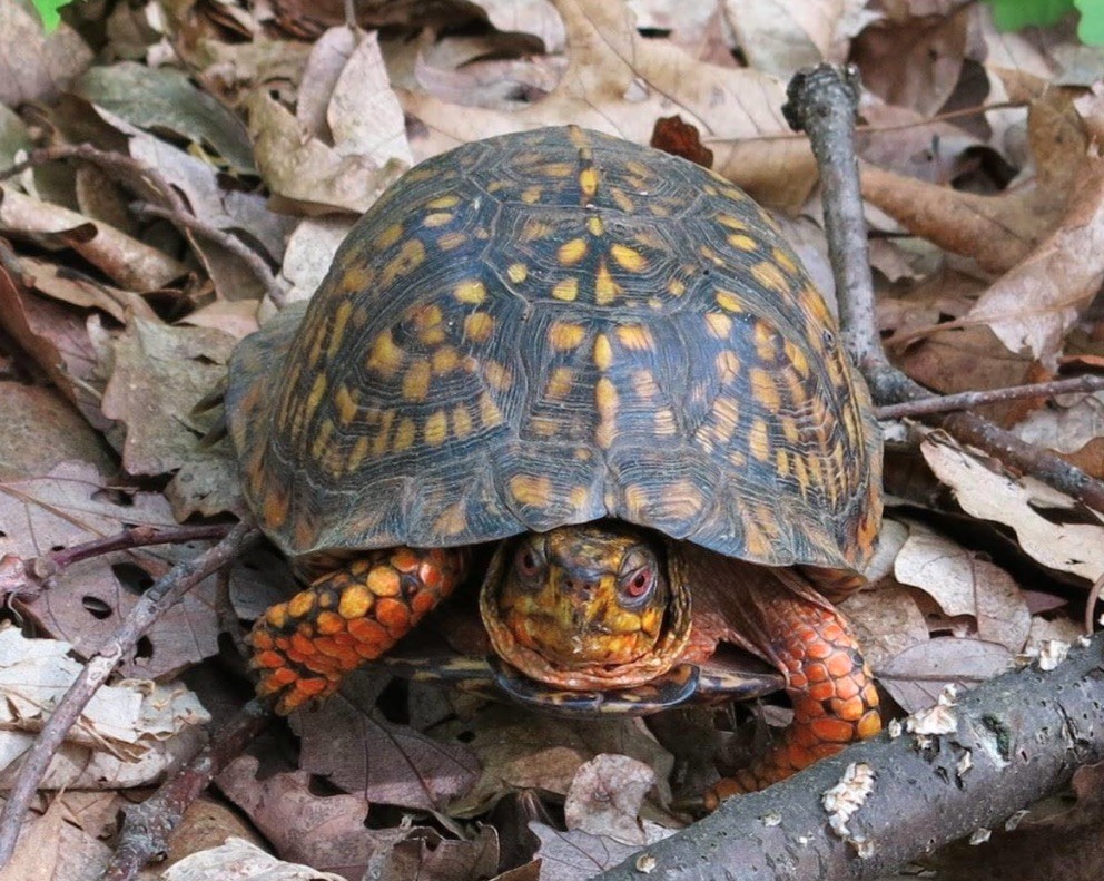 0 New Herman Road Fayetteville, TN 37334 - Photo 14 of 32 a view of an outdoor space