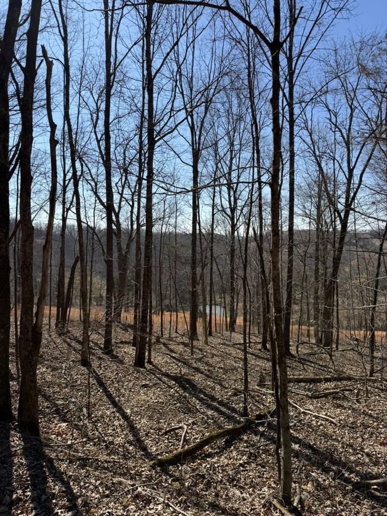 0 New Herman Road Fayetteville, TN 37334 - Photo 19 of 32 a view of outdoor space with lots of trees