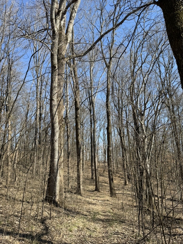 0 New Herman Road Fayetteville, TN 37334 - Photo 20 of 32 a view of a yard
