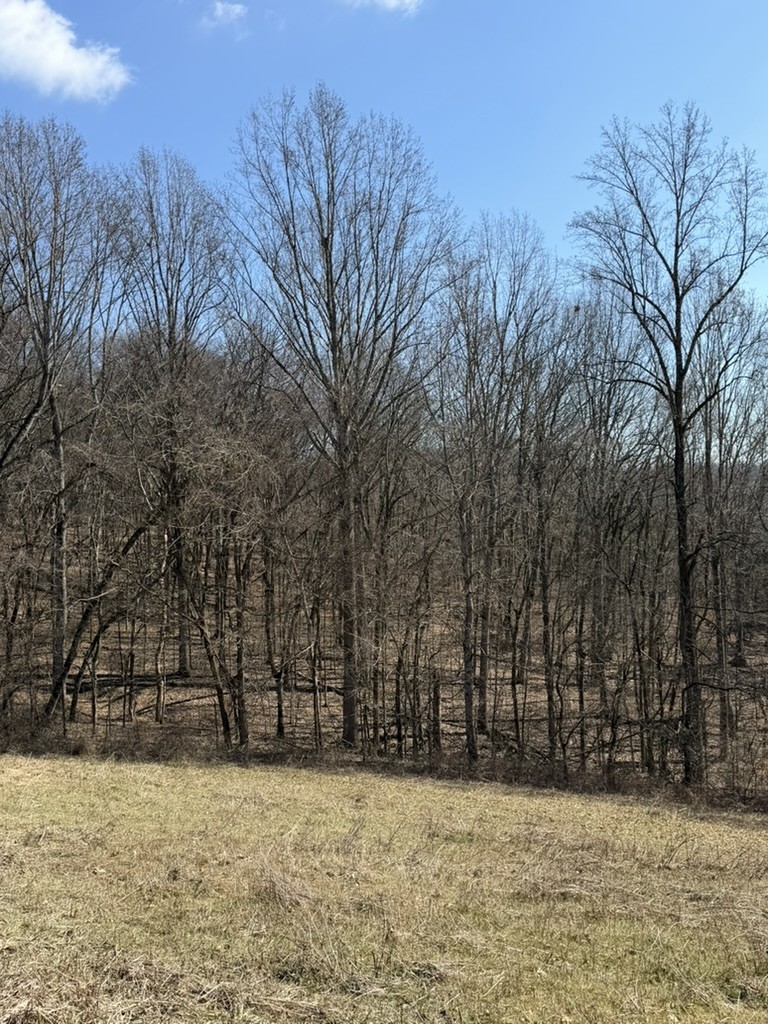 0 New Herman Road Fayetteville, TN 37334 - Photo 23 of 32 a view of a yard with trees