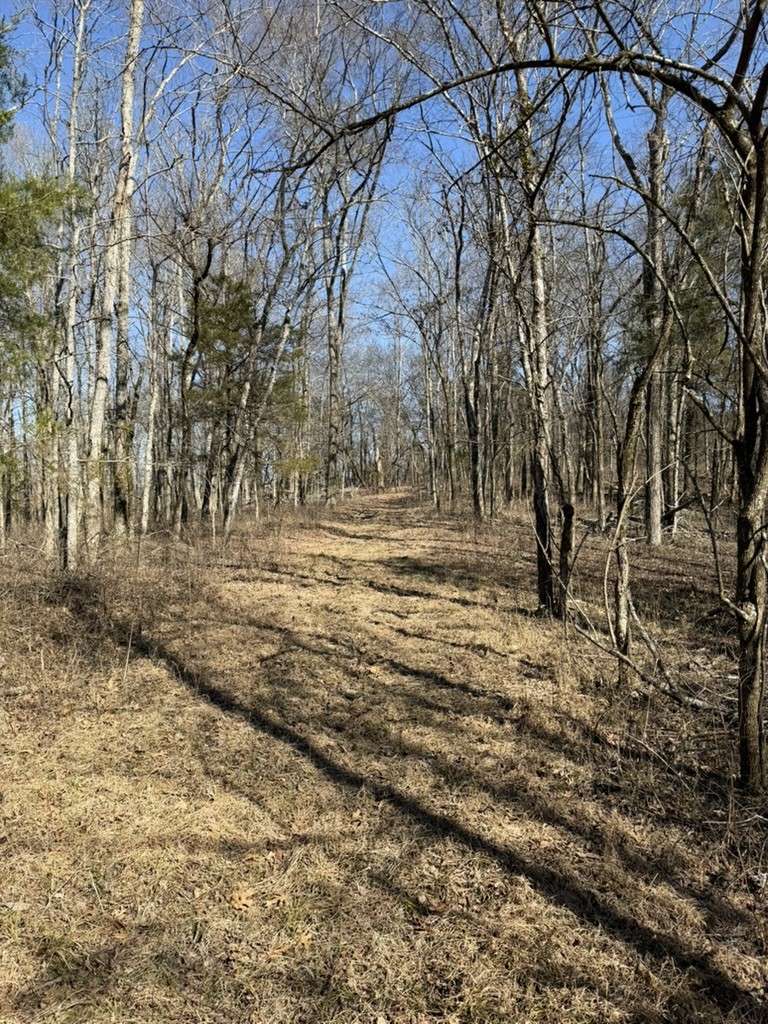 0 New Herman Road Fayetteville, TN 37334 - Photo 26 of 32 a view of dirt yard with a large tree