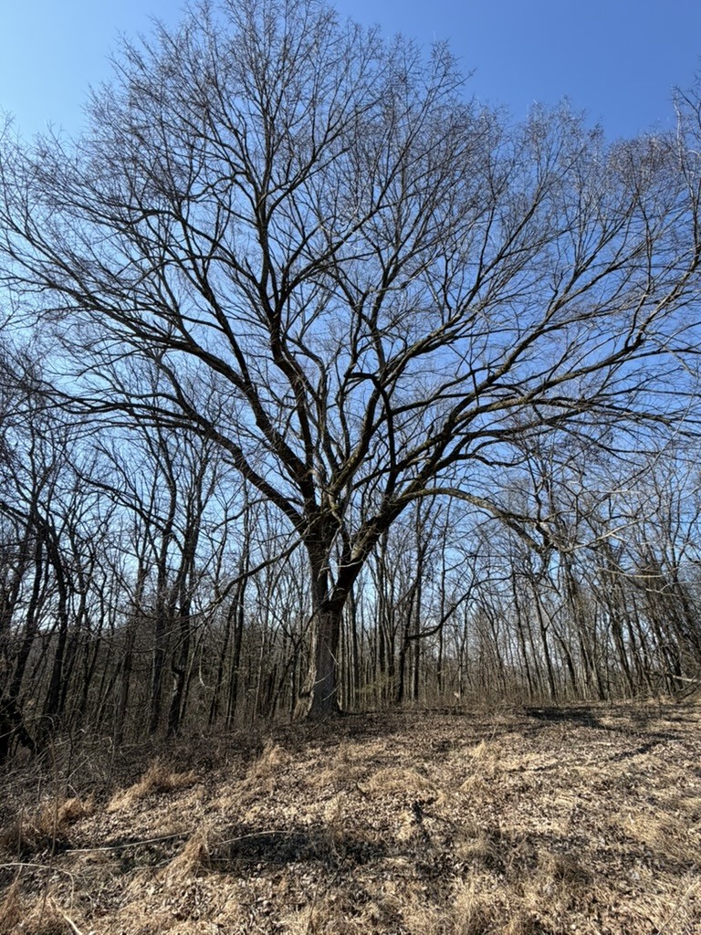 0 New Herman Road Fayetteville, TN 37334 - Photo 28 of 32 a view of tree next to a yard